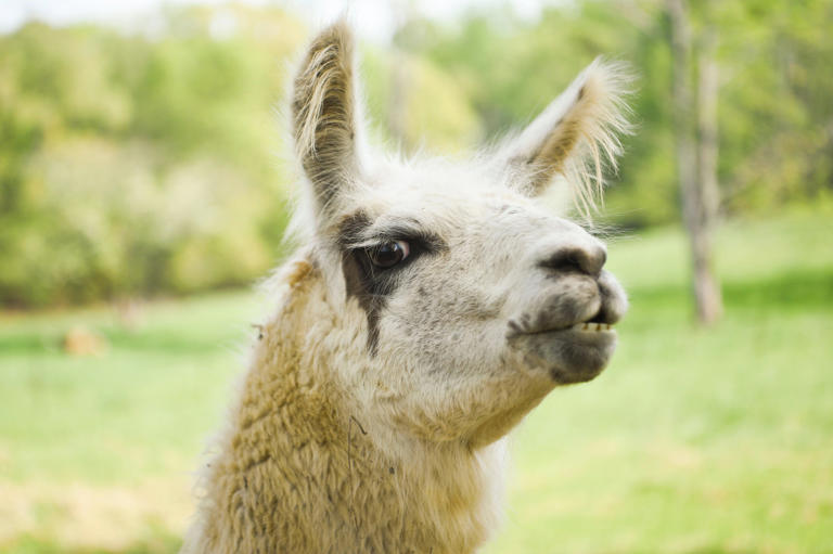 Bucky the llama is retired from his work at the LeConte Lodge.