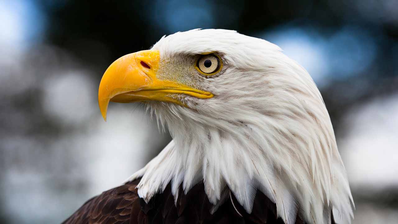 <p>With its distinctive white head and tail feathers, the bald eagle is the national bird and symbol of the United States. These majestic birds can be found near bodies of water across North America, where they hunt for fish and other prey. Despite once being endangered due to pesticide use and habitat loss, bald eagles have made a remarkable comeback.</p><p>Habitat: Near rivers, lakes, and coasts.<br>Fun Fact: Bald eagles have a wingspan of up to 7.5 feet.</p>