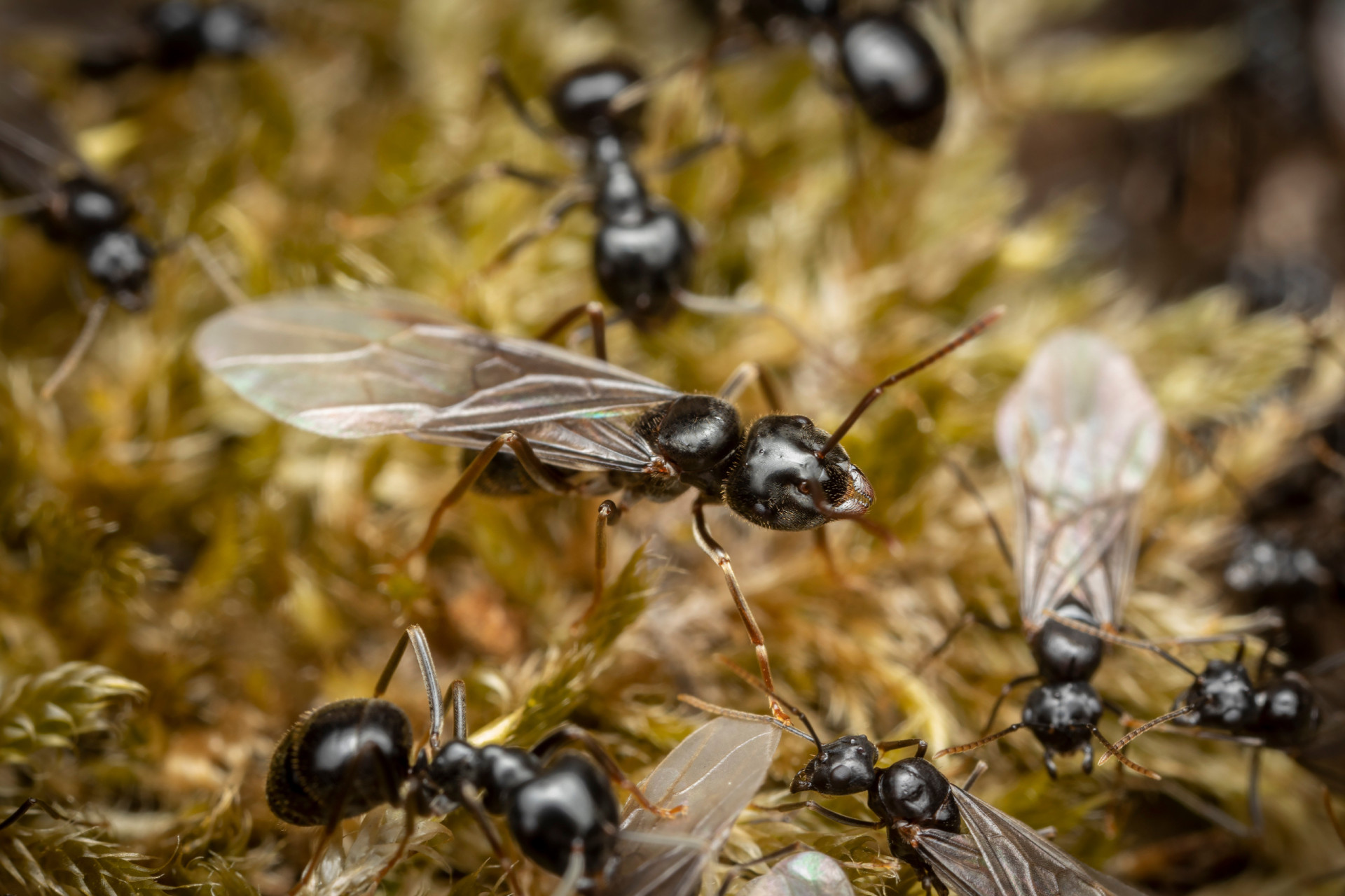 The larger-than-life world of ants