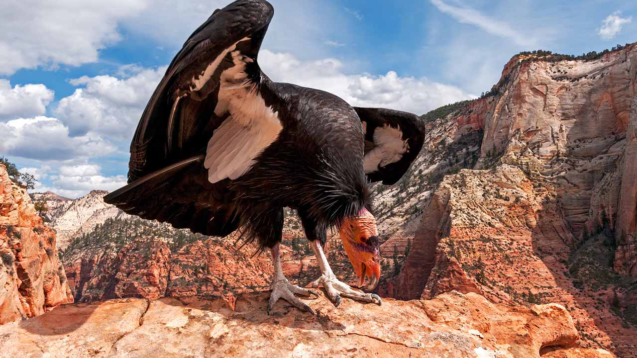 <p>With a wingspan of up to 9.5 feet, the California condor is the largest flying bird in North America. Once nearly extinct, the species has made a comeback thanks to captive breeding programs. They play an essential role in nature as scavengers, helping to clean up carcasses.</p><p>Habitat: Rocky shrubland, coniferous forests, and oak savannas.<br>Fun Fact: They can soar up to 15,000 feet high.</p>