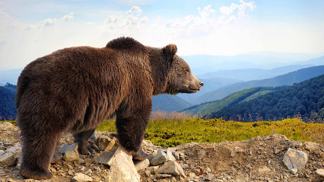 <p>A subspecies of the brown bear, the grizzly bear is known for its large size and distinctive hump. They can weigh up to 1,200 pounds and have a powerful bite. Grizzlies hibernate for up to seven months, slowing their heart rate to conserve energy.</p><p>Habitat: Forests, tundra, and mountains.<br>Fun Fact: Grizzly bears can run at speeds up to 35 mph.</p>
