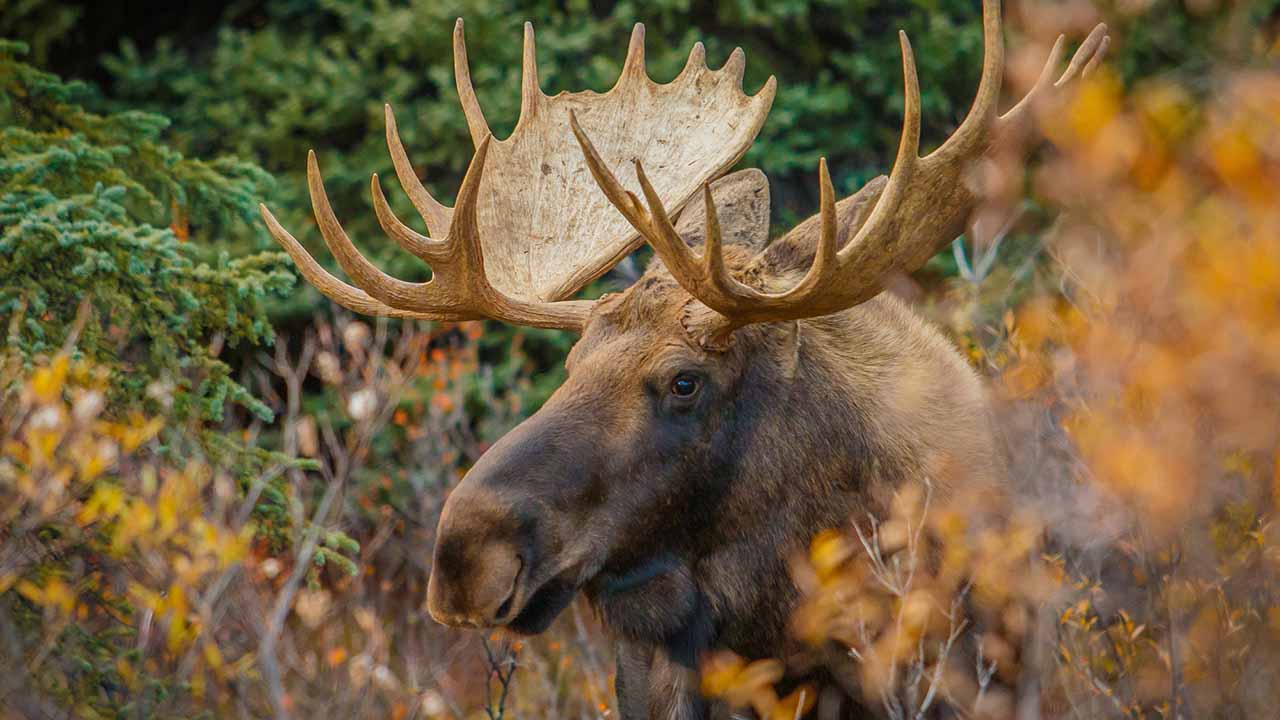 <p>The largest member of the deer family, moose have long legs and distinctive antlers on males. They are strong swimmers and can dive underwater to feed on aquatic plants. Moose populations are found across the boreal forests of North America.</p><p>Habitat: Boreal forests, wetlands, and tundra.<br>Fun Fact: Moose can grow antlers up to six feet across.</p>