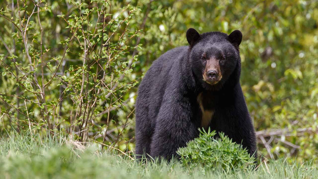 <p>The American black bear is the most common bear species in North America. They vary in color from black to brown and even cinnamon. Excellent climbers, black bears often climb trees to escape predators. Their omnivorous diet includes fruits, nuts, insects, and small mammals.</p><p>Habitat: Forests and mountainous regions.<br>Fun Fact: Black bears can hibernate for up to 7 months.</p>