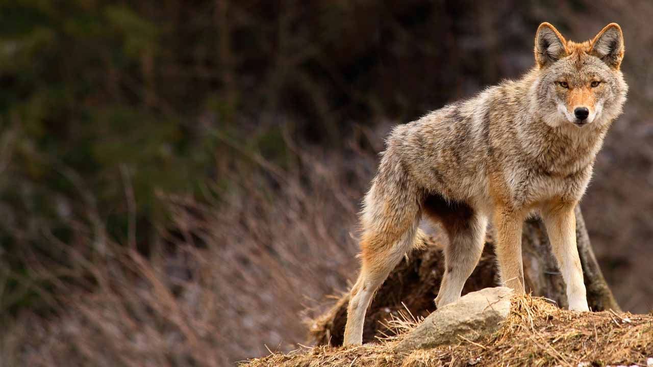 <p>Coyotes are known for their adaptability and vocalizations, which include howls, yips, and barks. They can thrive in various environments, from grasslands to urban areas. Coyotes are omnivores and have a varied diet, including small mammals, fruits, and insects.</p><p>Habitat: Grasslands, deserts, forests, and urban areas.<br>Fun Fact: Coyotes can run at speeds up to 40 mph.</p>