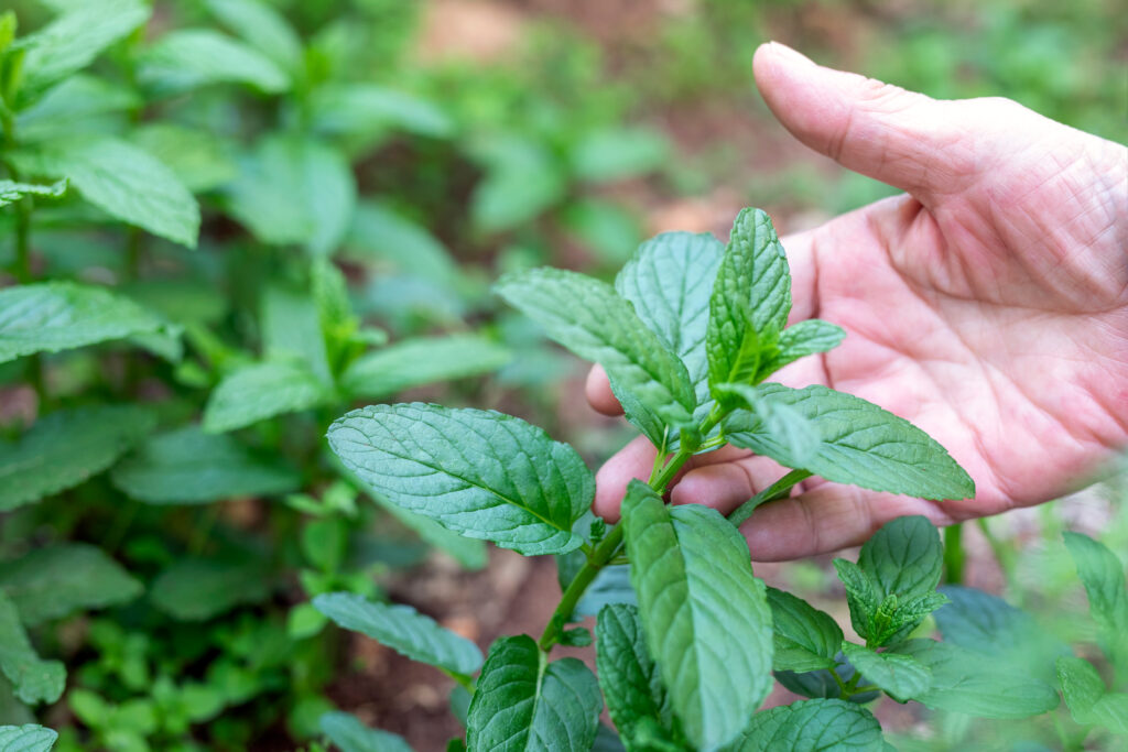 3 erreurs à éviter quand on plante de la menthe dans son jardin