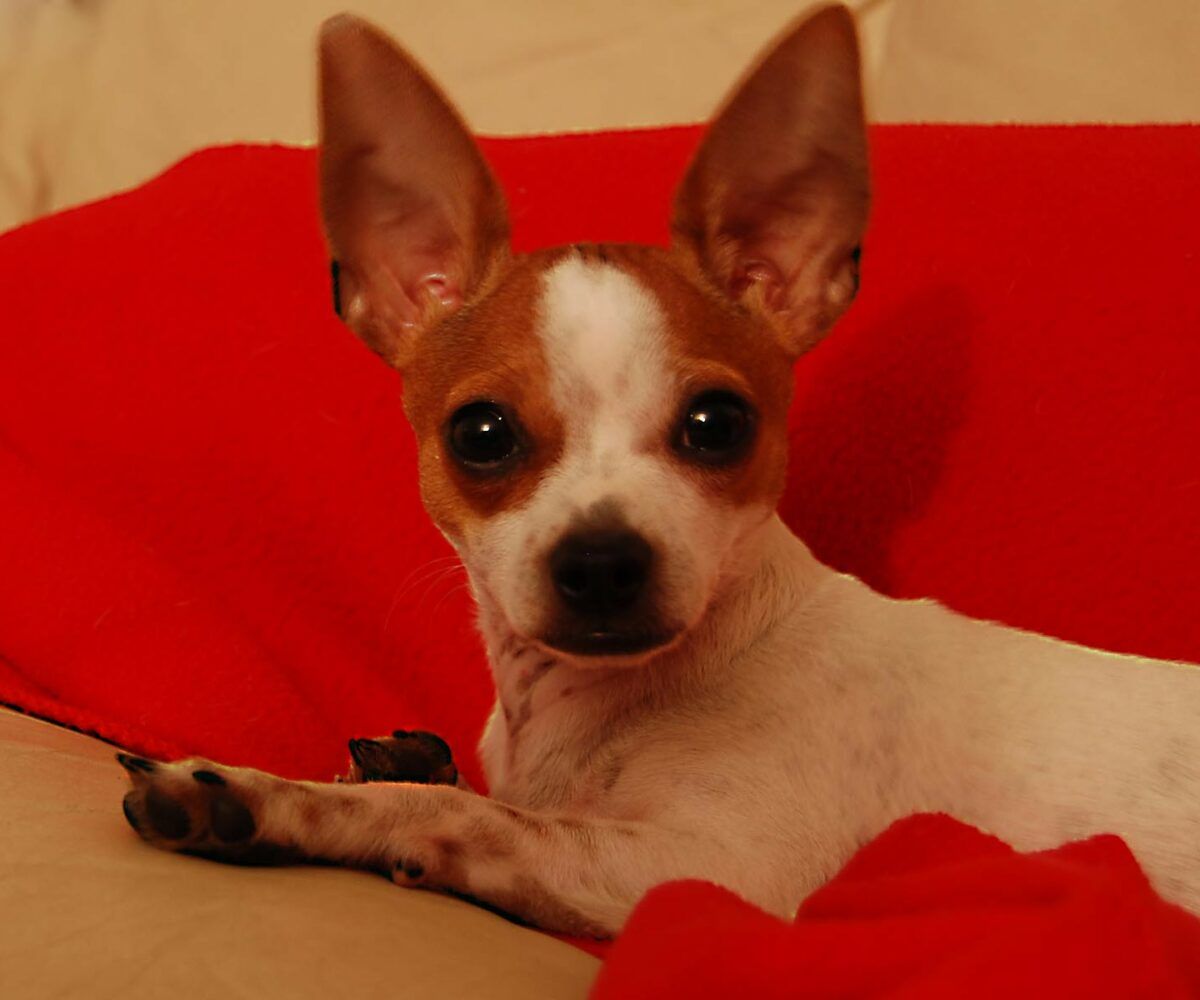 five things to know about owning a chihuahua dog breed