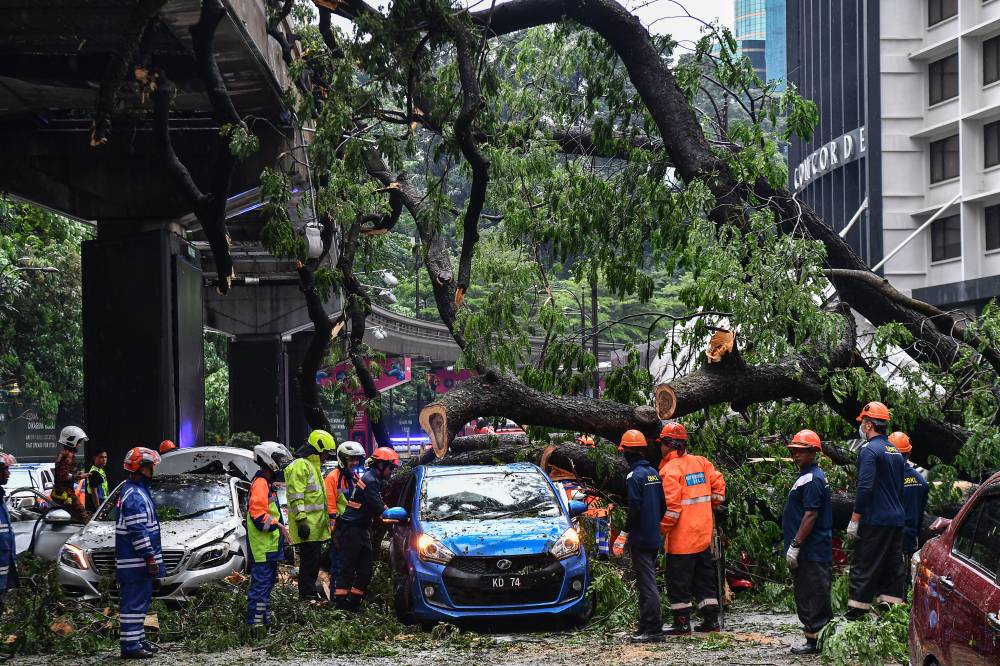 tree tragedy: e-hailing driver discharged, swedish passenger still being treated