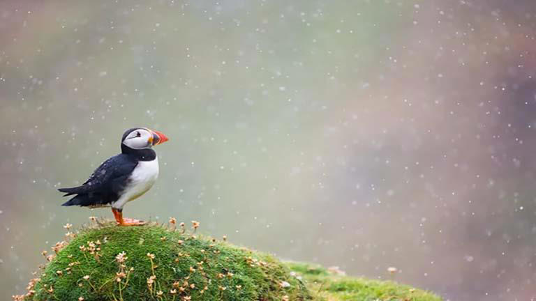 مسابقة بريطانيا.. تصوير ماجي بولوك