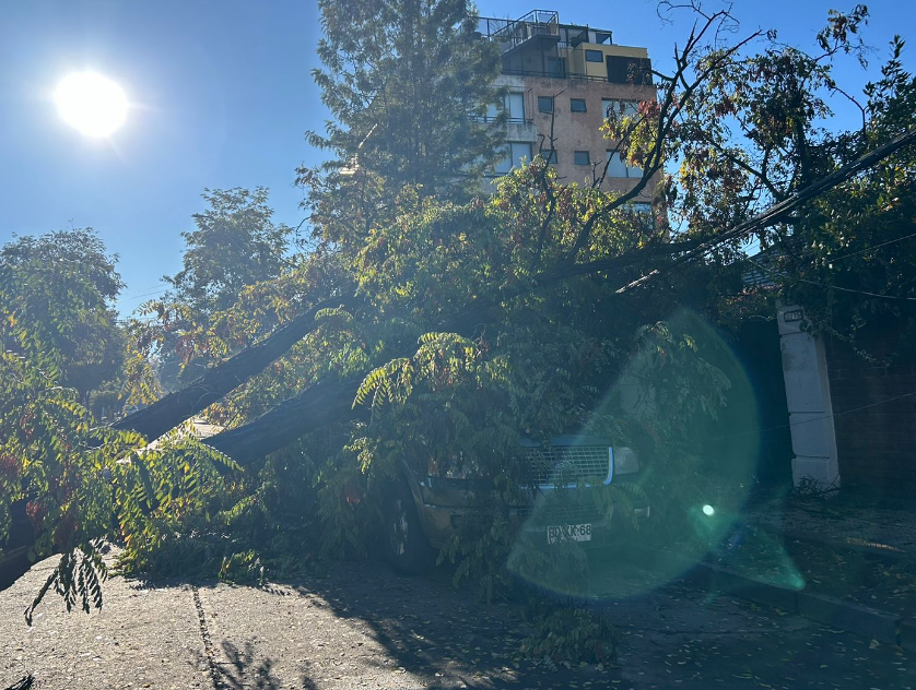 gran árbol cae sobre auto y bloquea entrada a casa de familia en providencia