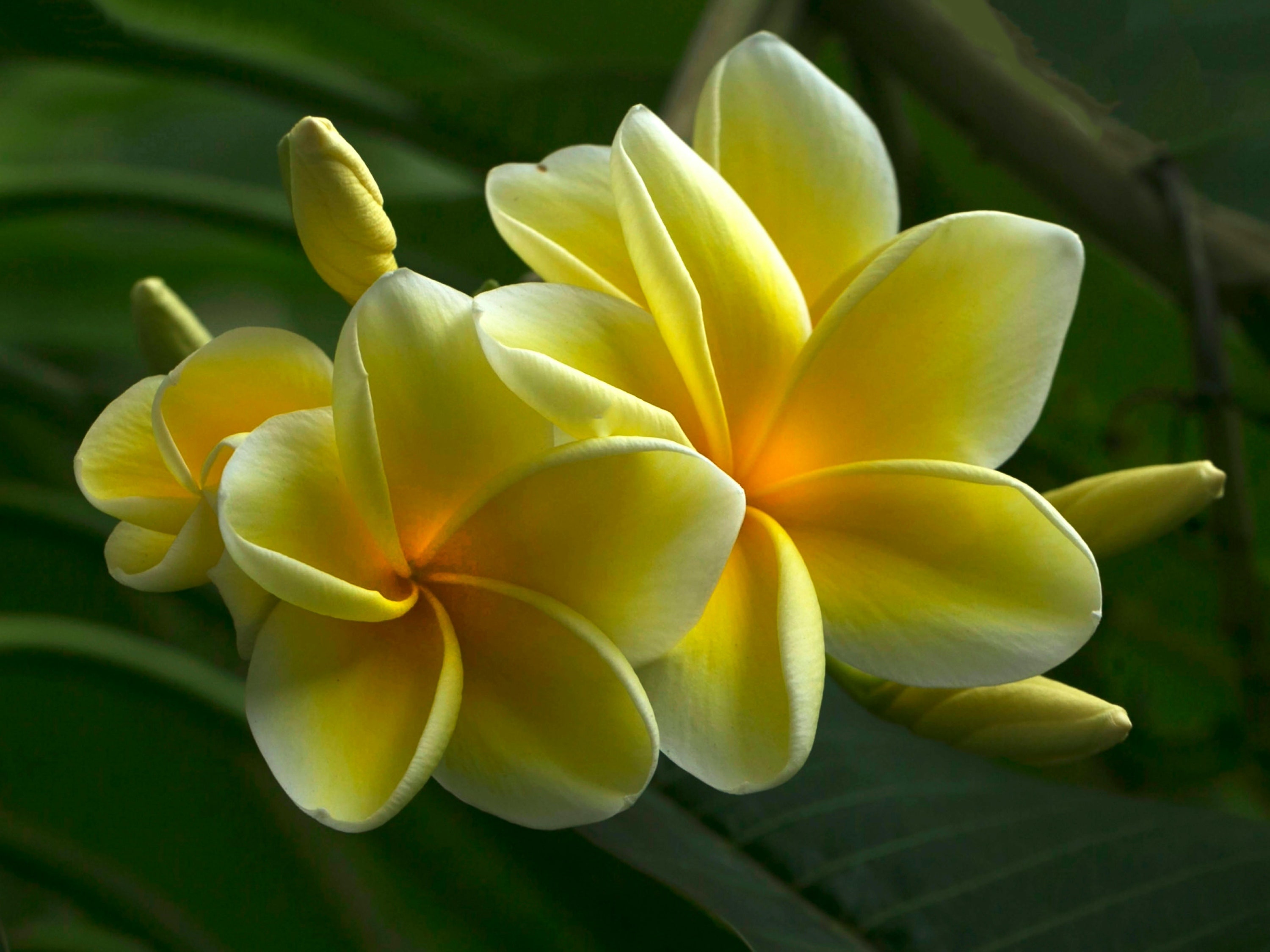 flor de mayo: la planta que representa la alegría y amor del mes