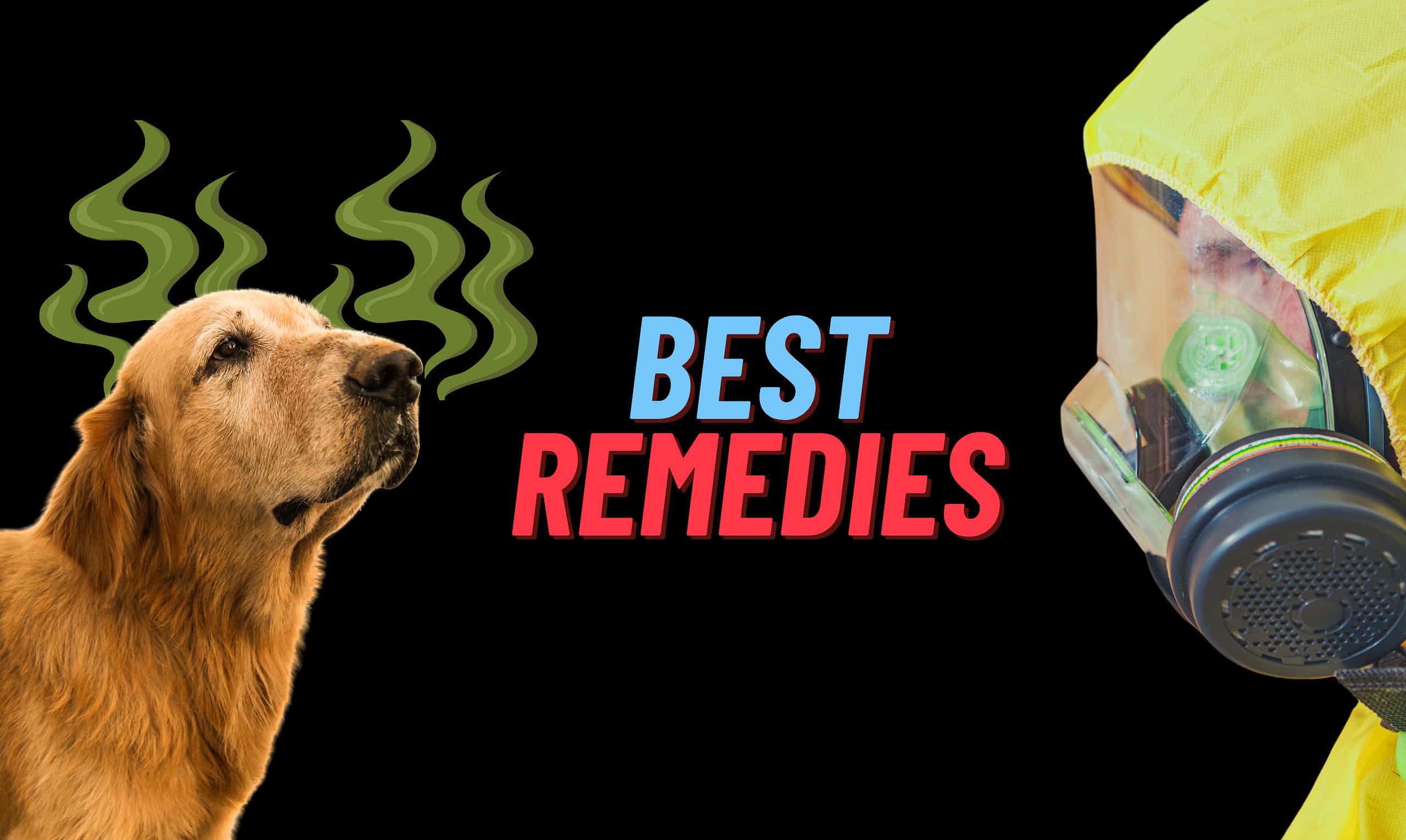 8 Homemade Remedies for Smelly Dogs