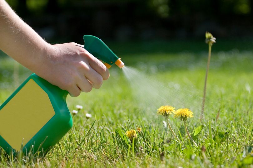 kill 'stubborn' patio weeds with 80p homemade weed killer that uses common ingredients