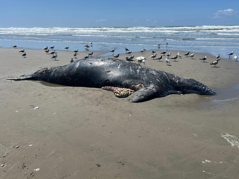 Whale calf covered in killer whale bites washes ashore on the Oregon Coast