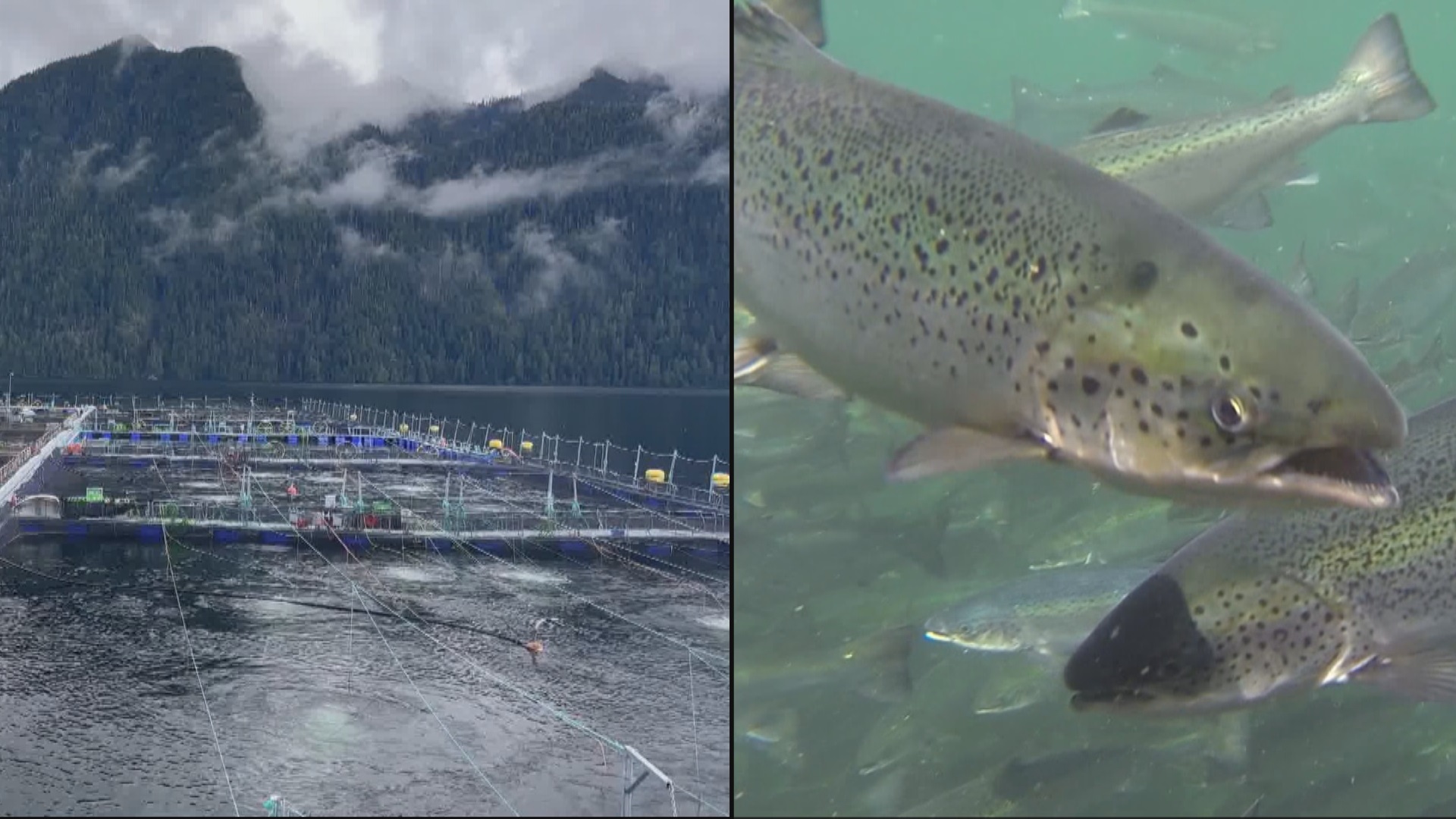 Calls To Stop Open-net Salmon Farming In BC