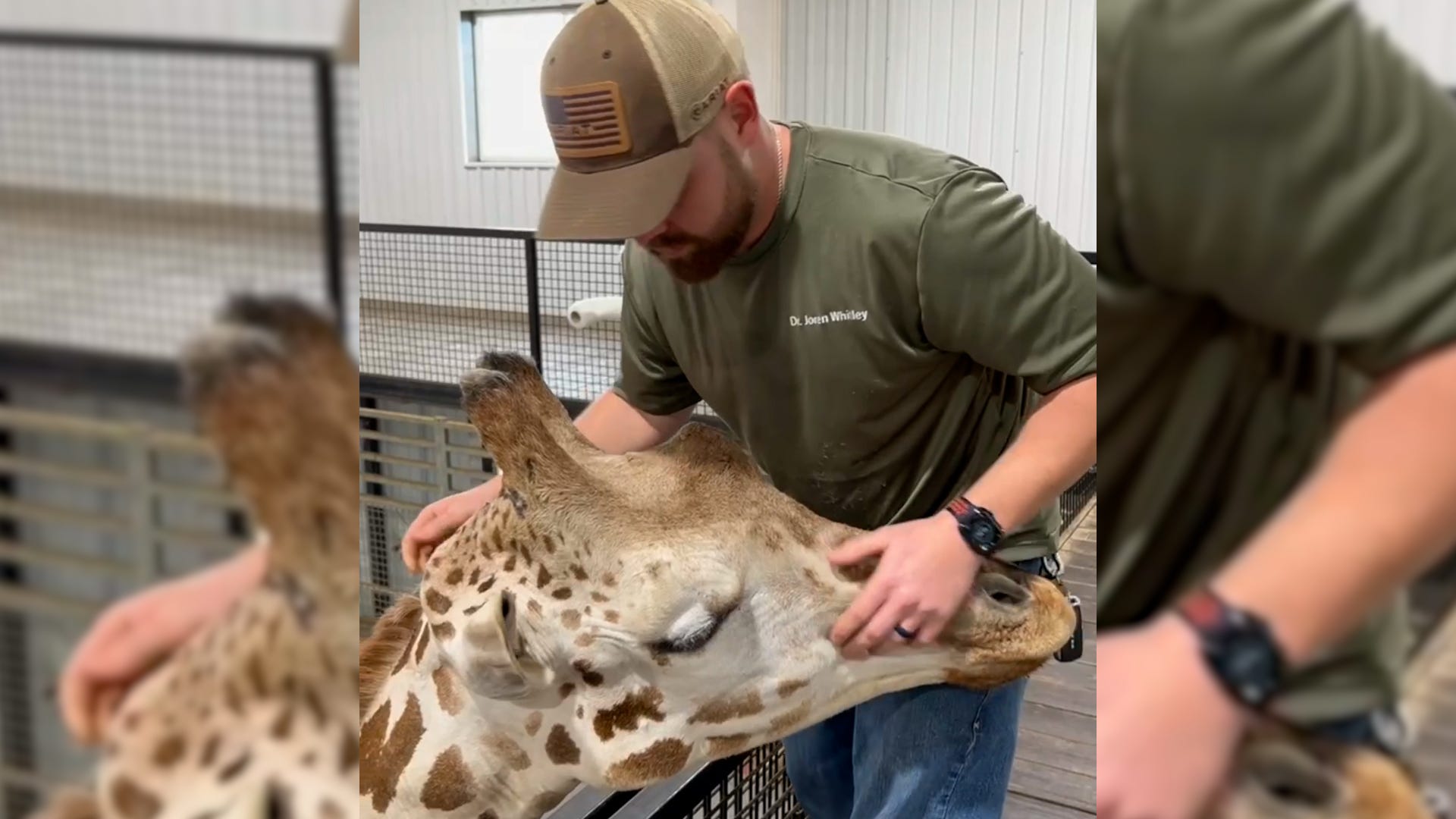 'he just wanted to be loved': video of happy giraffe after chiropractor visit has people swooning