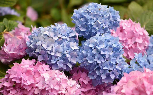 hortensje będą obsypane kwiatami - trik na obfite kwitnienie. podlej tym hortensje raz na tydzień! [29.06.2024]
