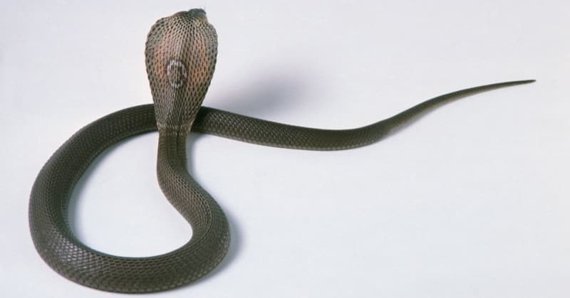 first effective treatment for african spitting cobra bites identified in new study