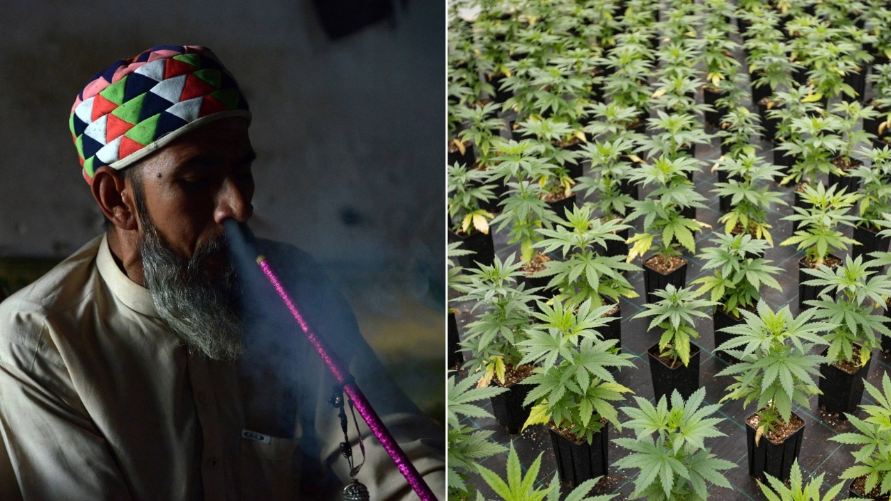 pakistan is turning to cannabis for an economic high