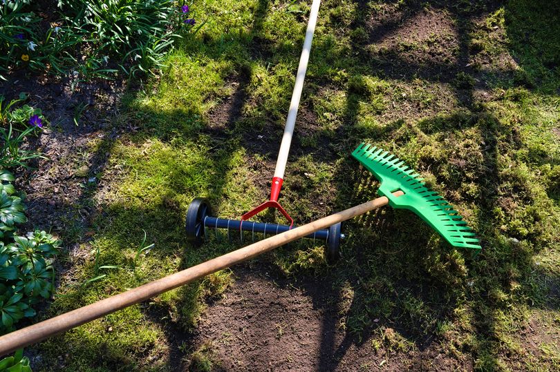 amazon, expert's no-raking method to efficiently remove moss from lawns