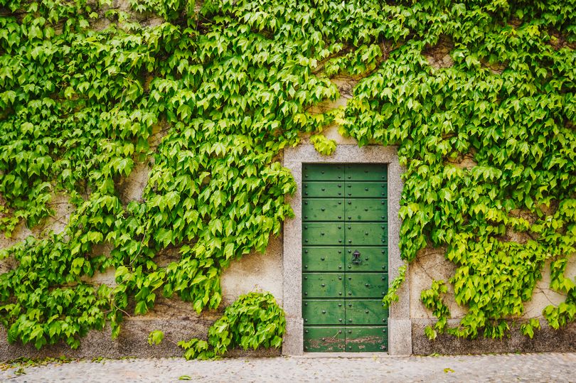 how to, how to rid of english ivy in your garden - according to an expert