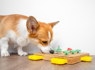 Grab pet toys on sale during Amazon Pet Day and maximize your furry friend
