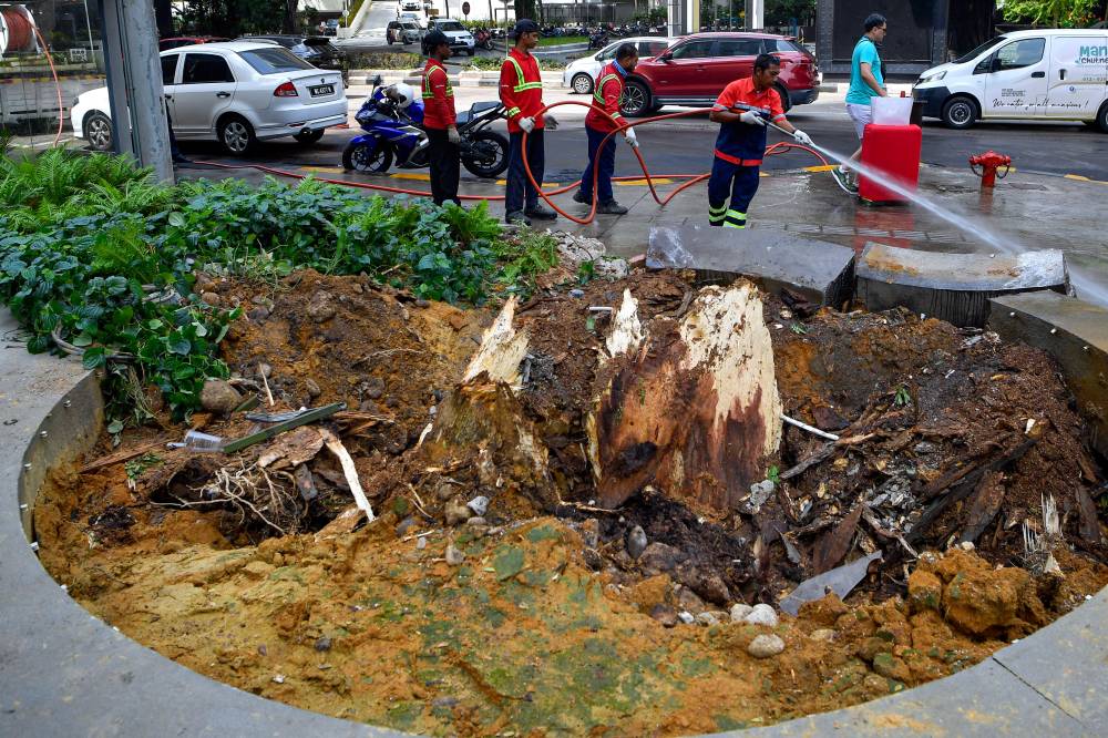 trees along jalan sultan ismail at risk of falling - expert