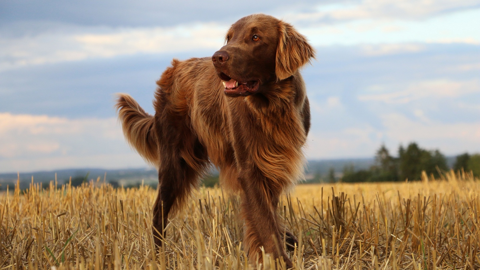 image credit: Bianca Grueneberg/Shutterstock <p>Flat-Coated Retrievers are known for their cheerful and optimistic demeanor. They are quick to learn and always eager to please, making training a rewarding experience. These dogs are playful well into adulthood and need regular exercise.</p>