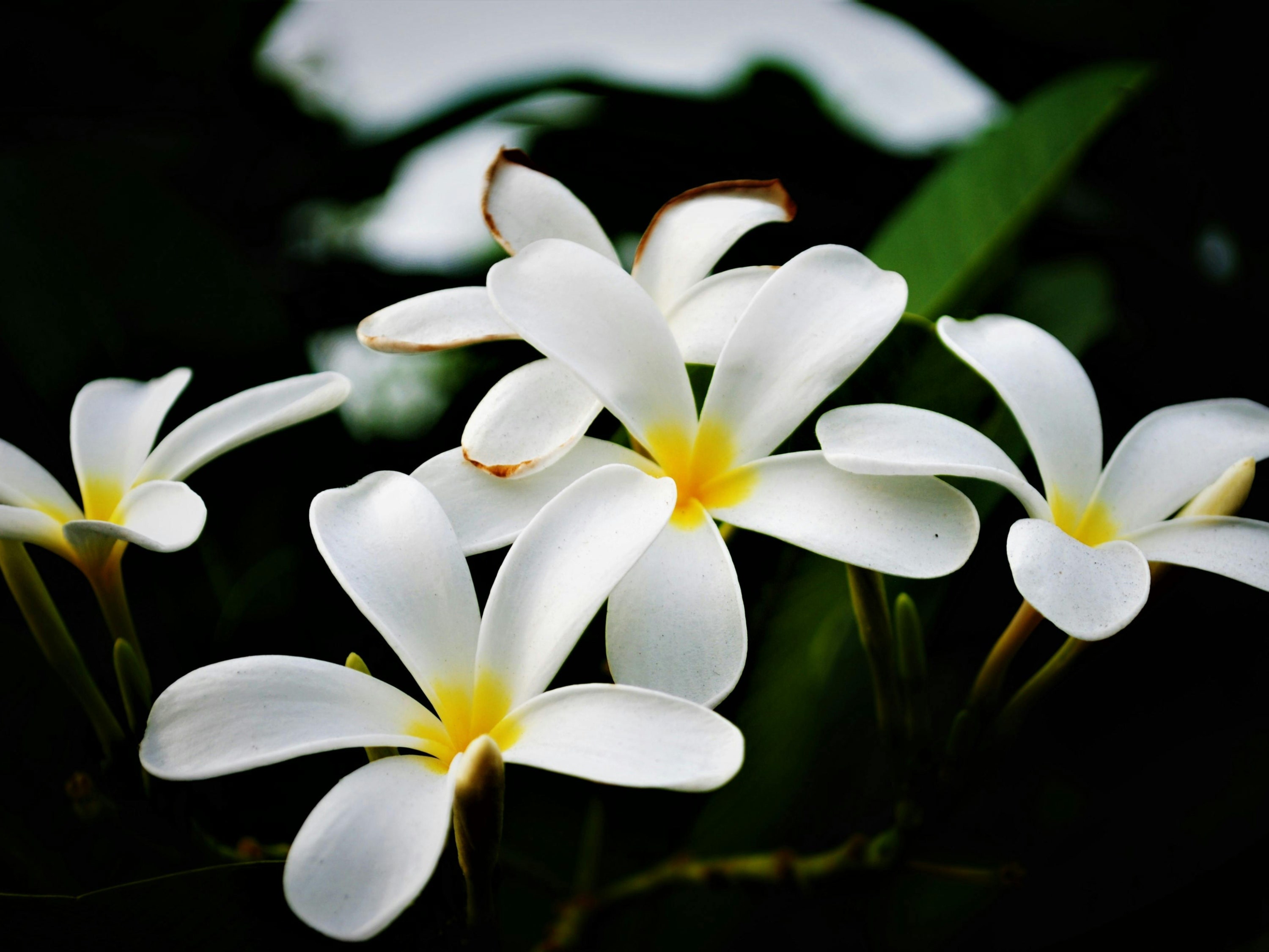 flor de mayo: la planta que representa la alegría y amor del mes