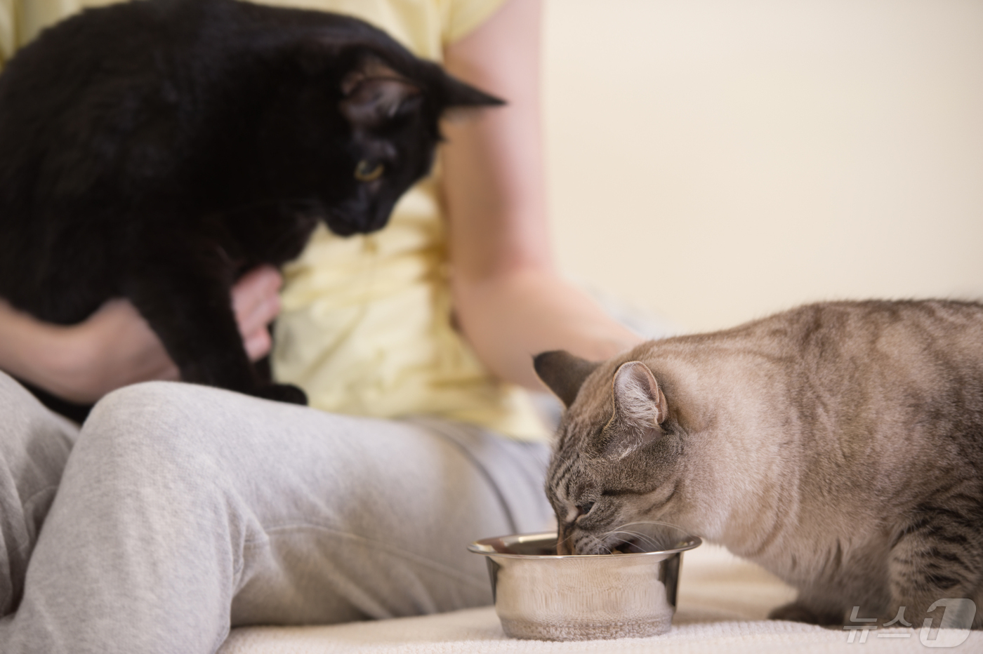 고양이 신경근육병증 논란 확산…美 동물 사료 리콜 사례 재조명