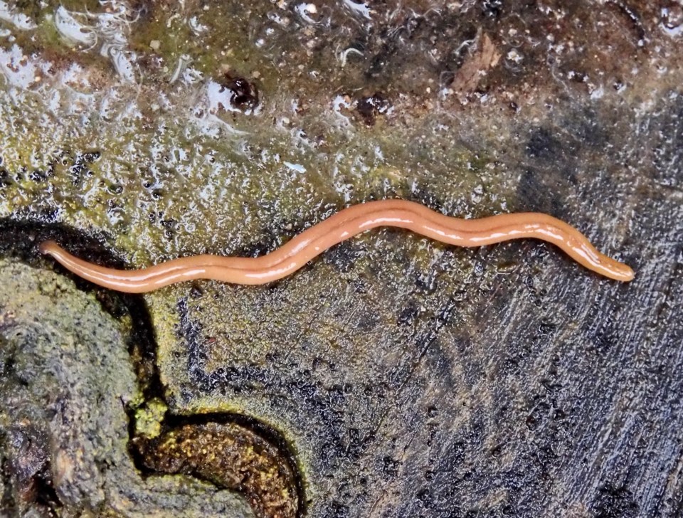 cottage gardeners beware—these two worm species are trouble