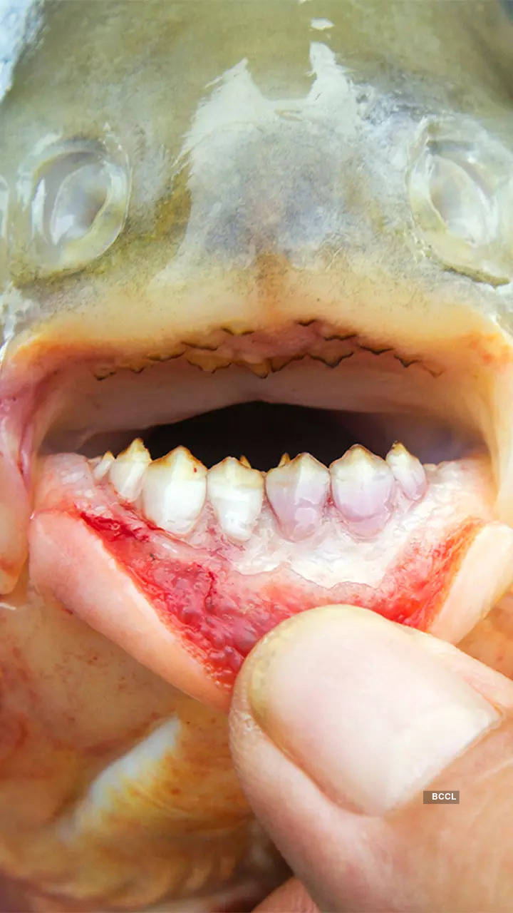 10 adorable species sporting protruding teeth