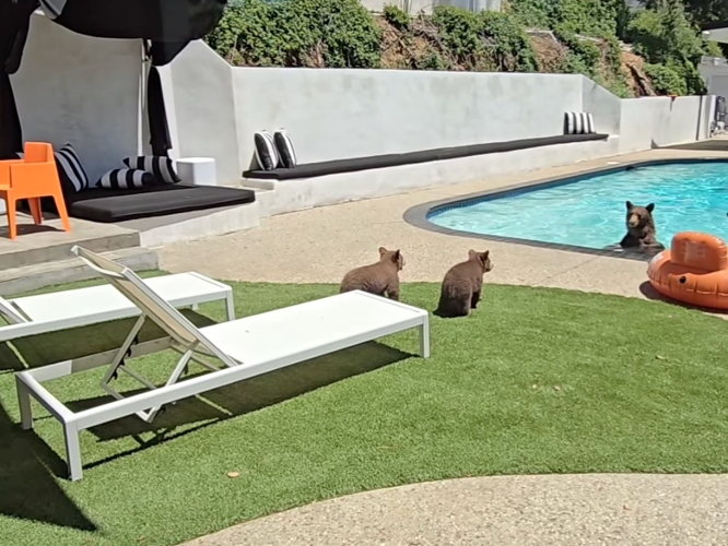 Bear Takes A Dip In SoCal Pool With Cubs In Tow: 