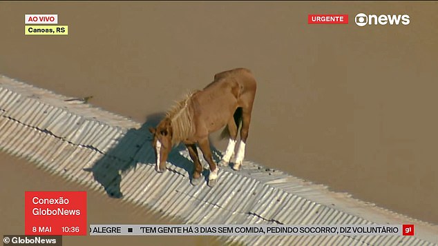 severe floods in brazil kills at least 100 people and strands animals