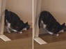 Cat Hilariously Warms Up Engine for Maximum Zoomie Speed<br><br>
