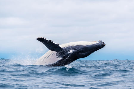 Scientists Had A 20-Minute "Contact Call" With A Humpback Whale, And Now Experts Hope This Milestone Will Help Bring Us One Step Closer To Communicating With Extraterrestrial Life<br><br>