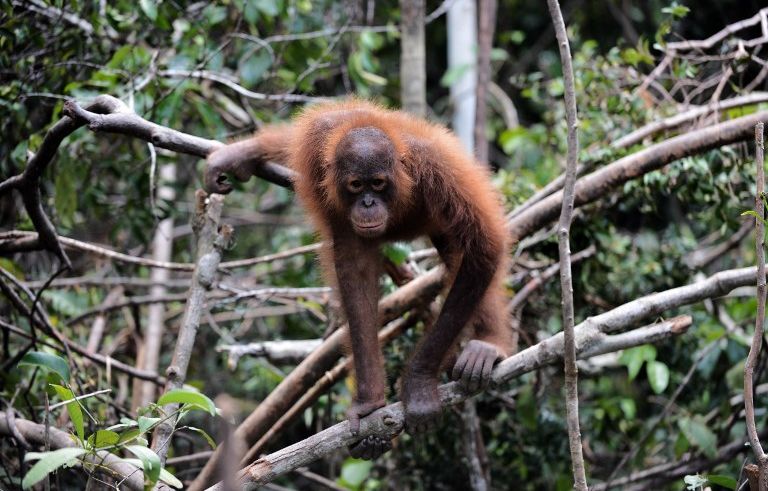malaisie : offrir des orangs-outans aux pays acheteurs d’huile de palme pour sauver l’espèce