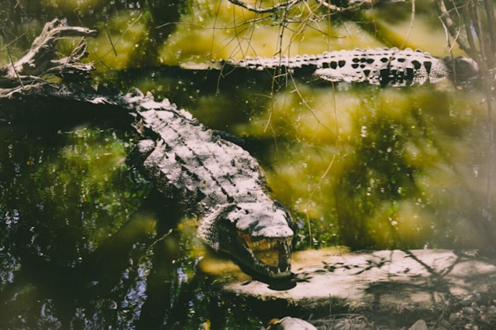 elle jette son fils de 6 ans dans une rivière infestée de crocodiles