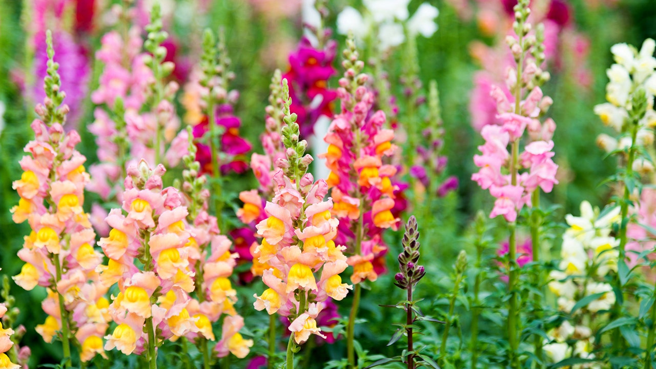 hot flower trends for 2024: here's what's in and what's out in the world of blooms
