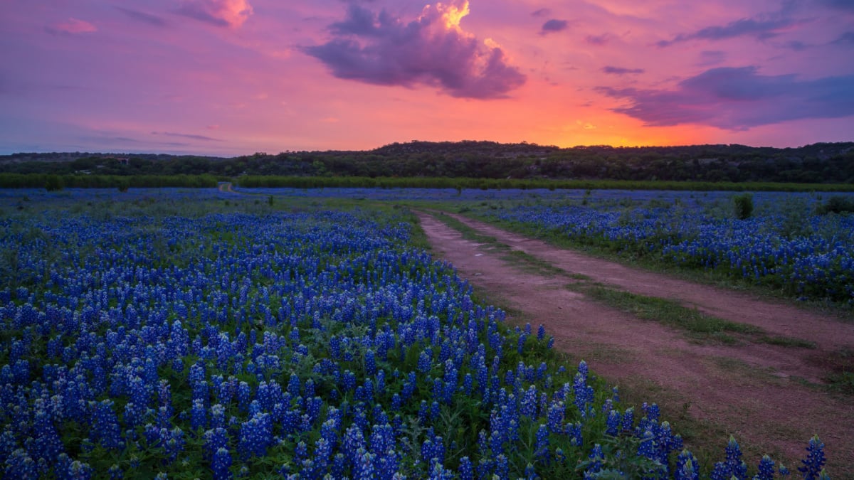 <p>Experience the true spirit of Texas on a road trip through the picturesque Hill Country region. This destination is perfect for people who love animals because you’ll find Reptile Gardens, Bear County, and many wildlife hotspots along the way.</p><p>Drive past rolling hills, lush vineyards, and charming small towns with their own unique character. Stop for some authentic Texan BBQ, visit historical sites like the Alamo, and take a dip in the famous Hamilton Pool. This road trip will leave you with a newfound appreciation for Texas.</p>