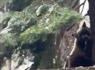 Bear chews on sour cream tube as winter drags on in North Lake Tahoe<br><br>