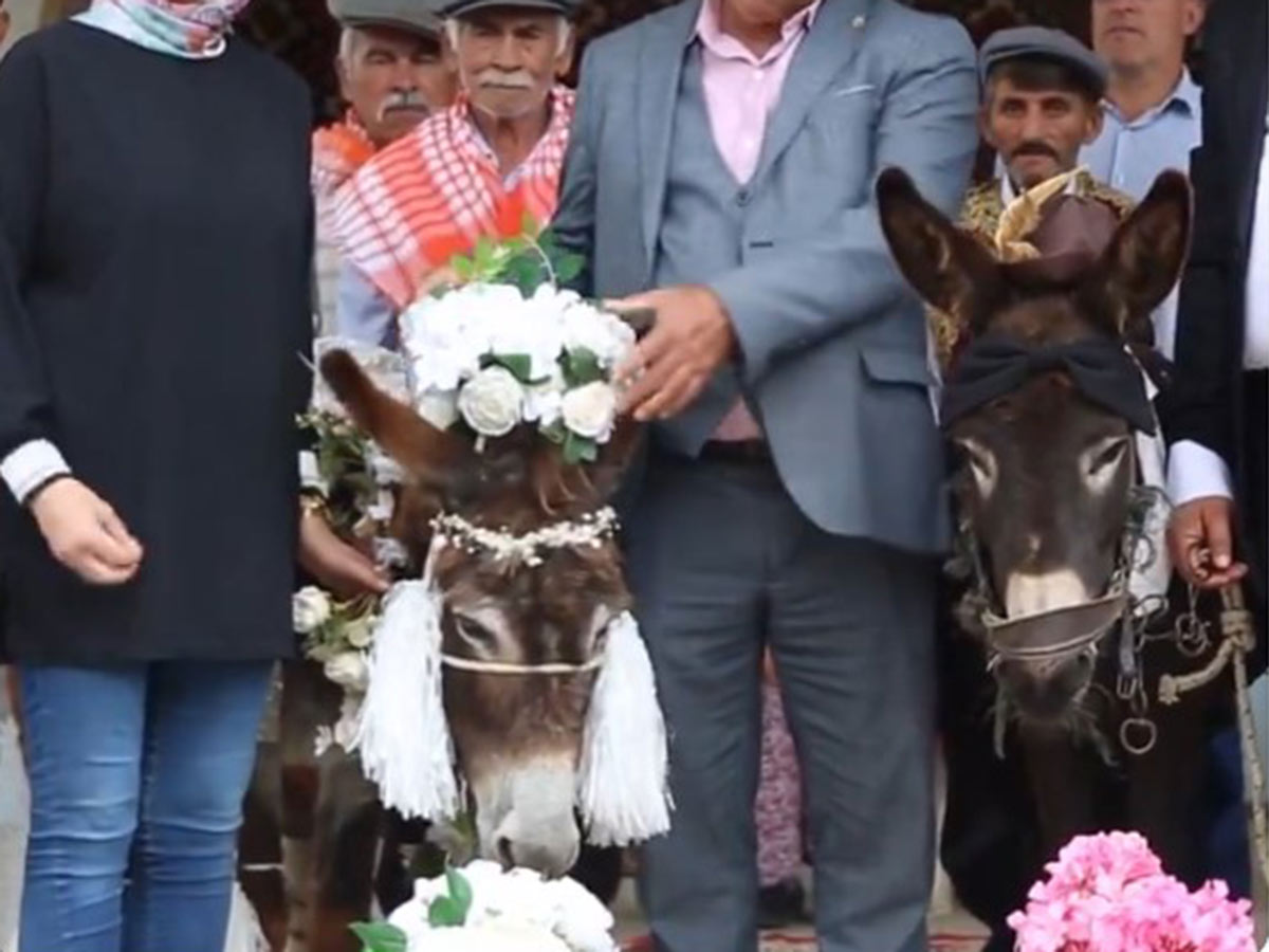 video: ¿ellos ya y tú? burros contraen nupcias en su día; boda se hace viral