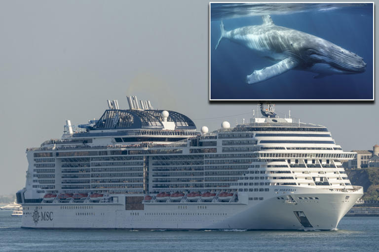 Endangered 44-foot whale likely killed by massive cruise ship, dragged into NYC port: experts