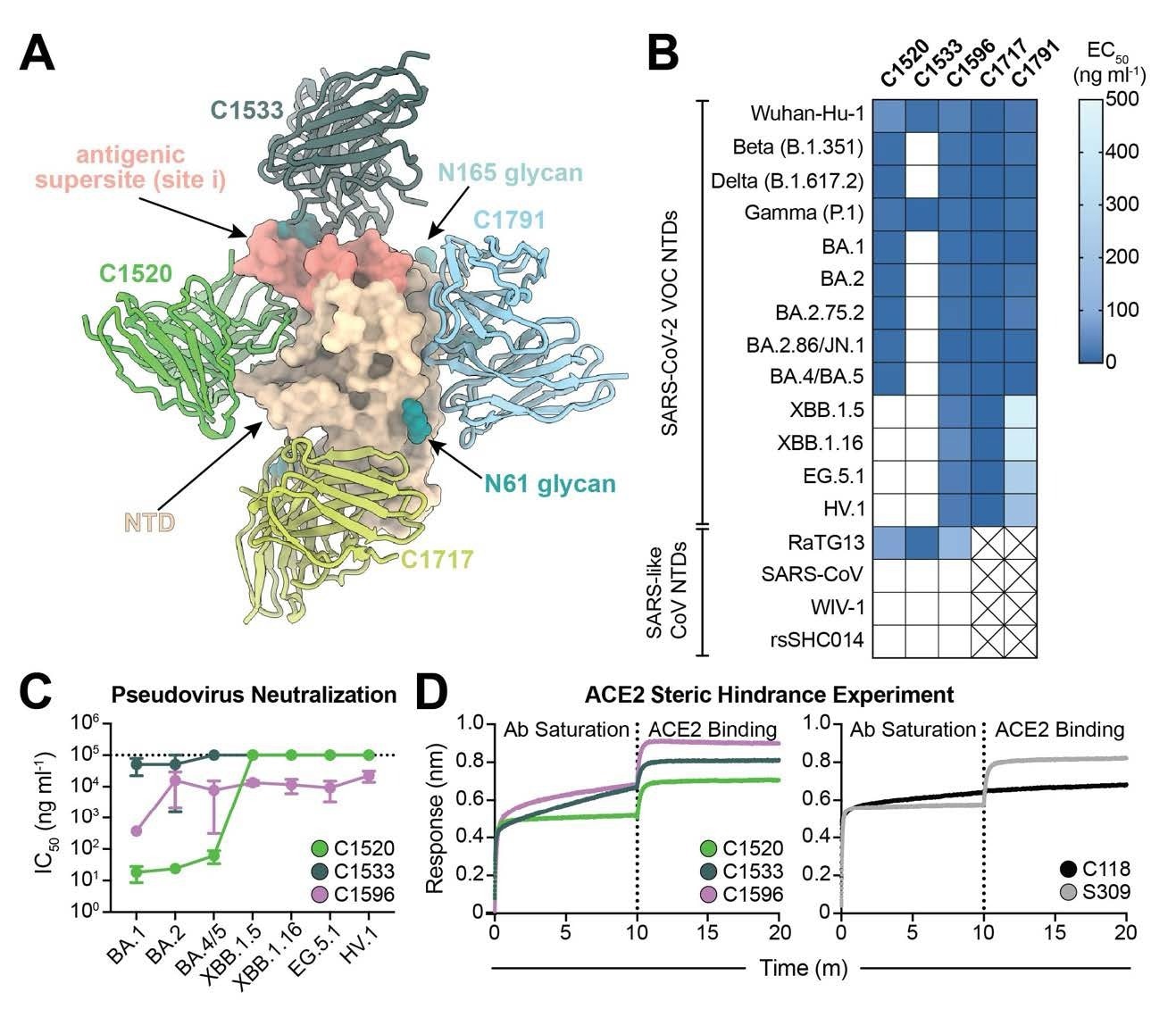 novel bispecific antibodies show promise against evolving sars-cov-2 variants