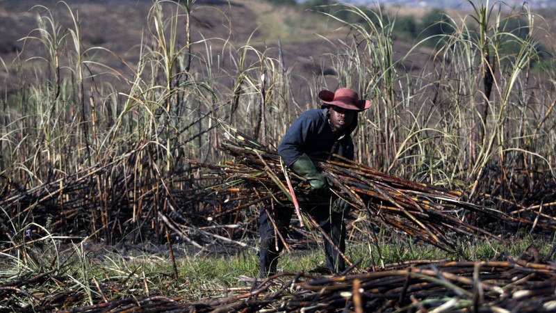 court slams tongaat hulett with r526m debt obligation to sugar cane growers