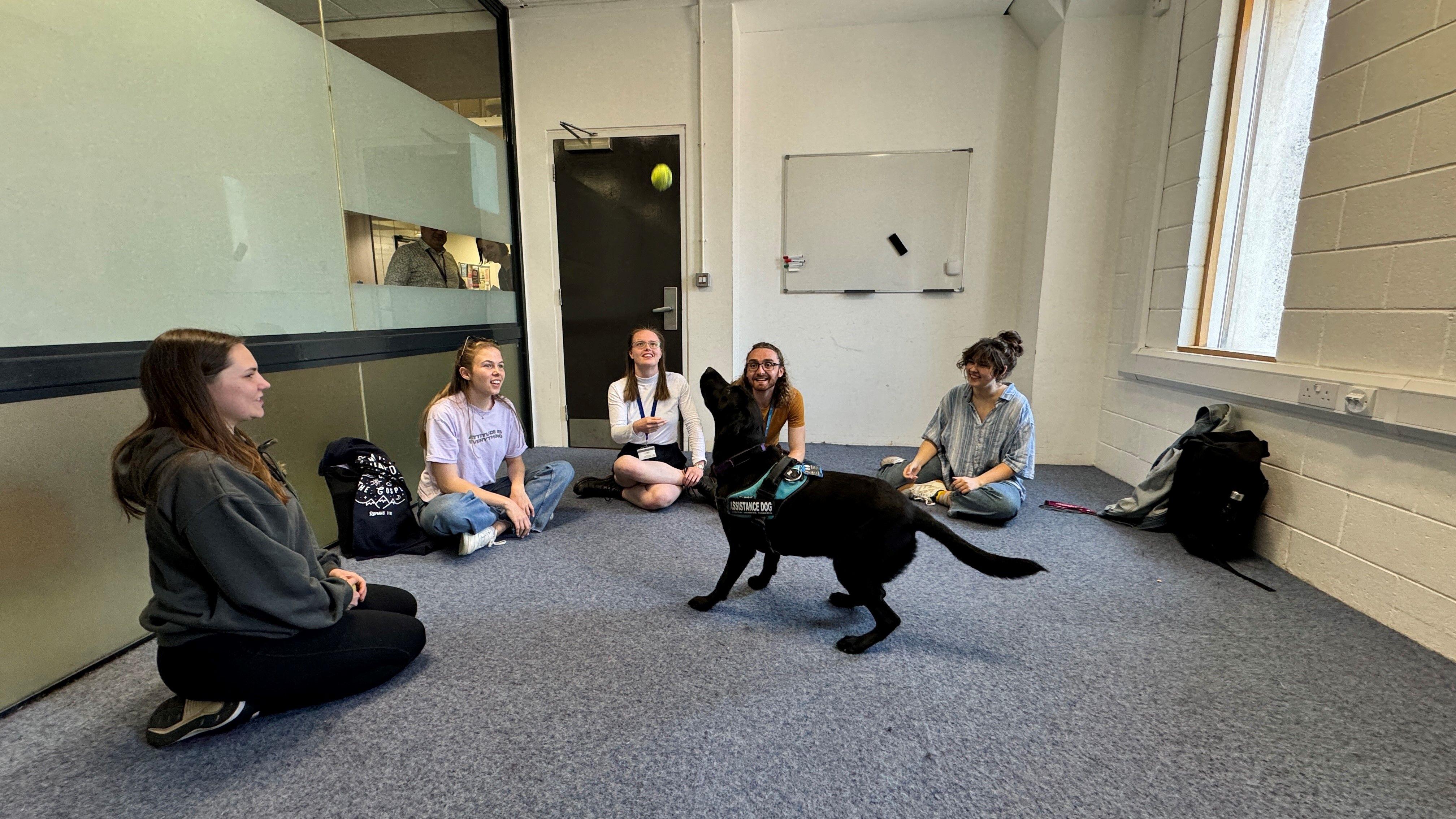 therapy dogs help students' wellbeing during exams
