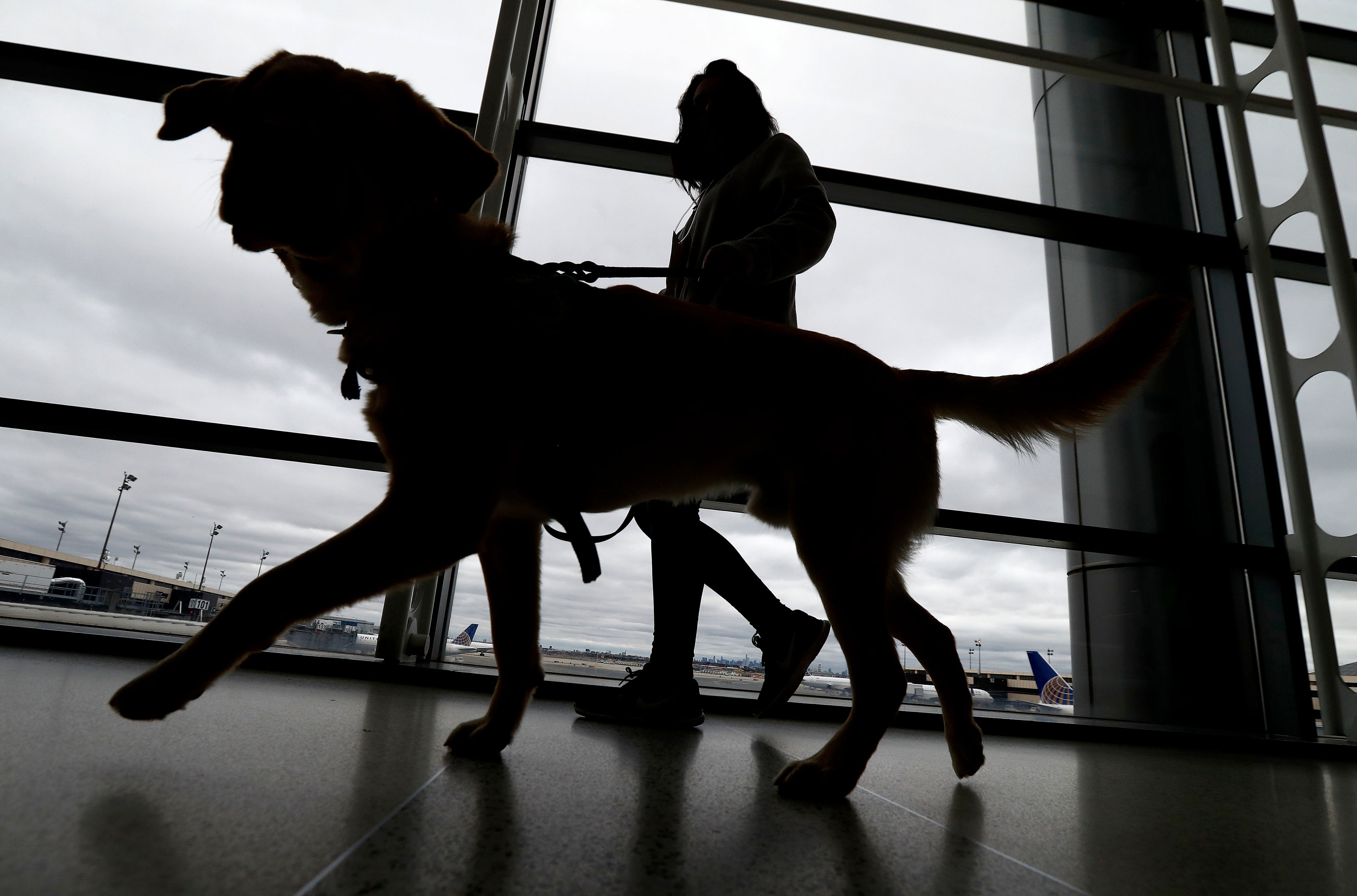 us unveils new rules for people who want to travel with their dogs
