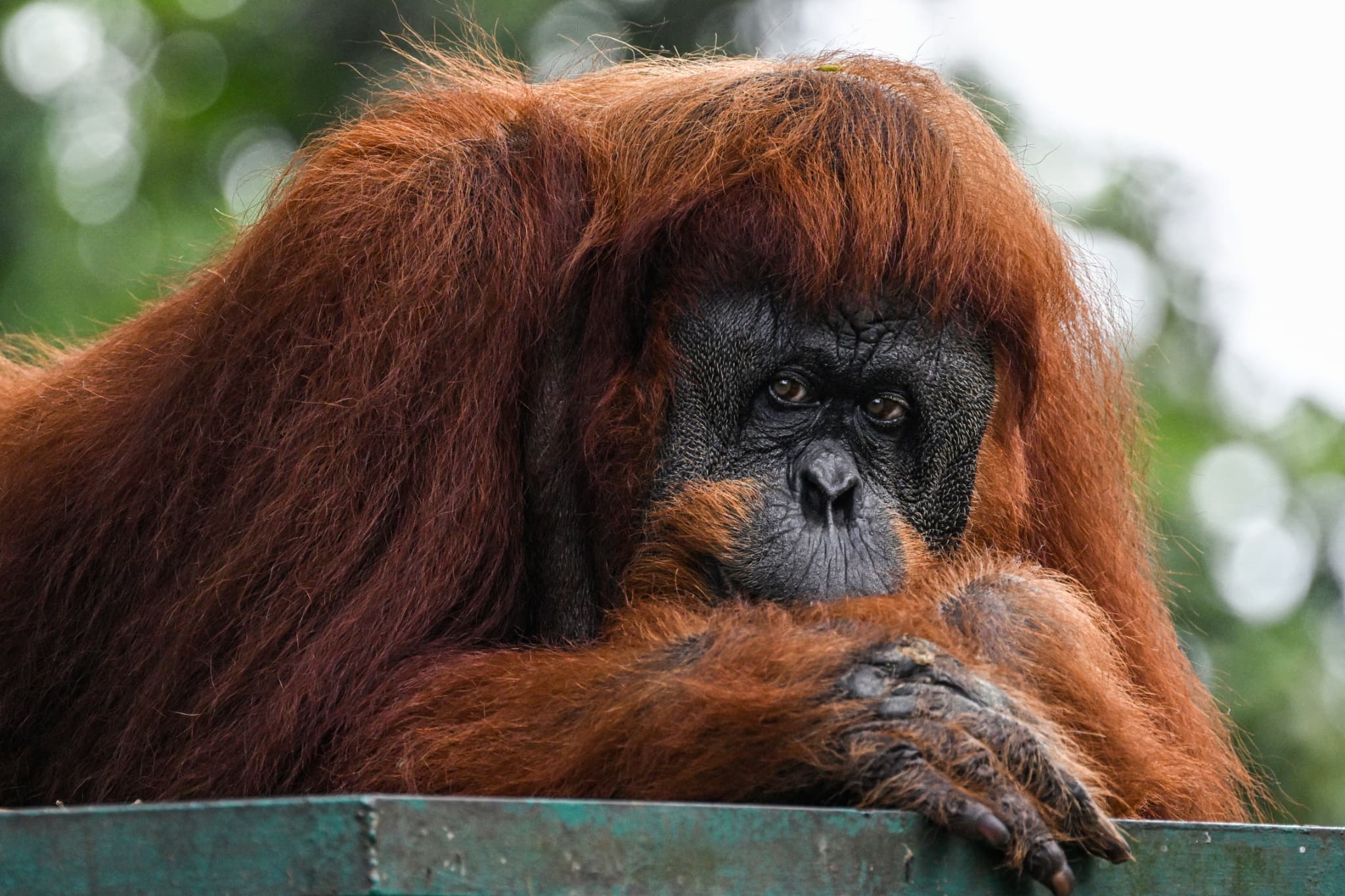 la malaisie souhaite offrir un orang-outan aux pays qui achètent de l'huile de palme