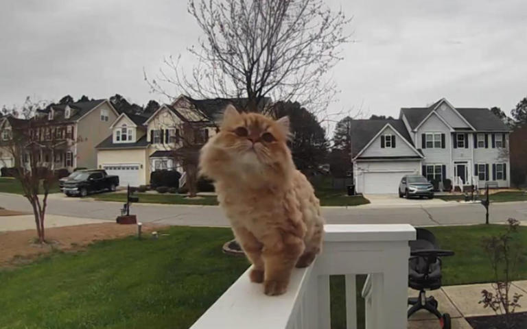 Cat Uses Ring Doorbell Camera to Get Back Inside
