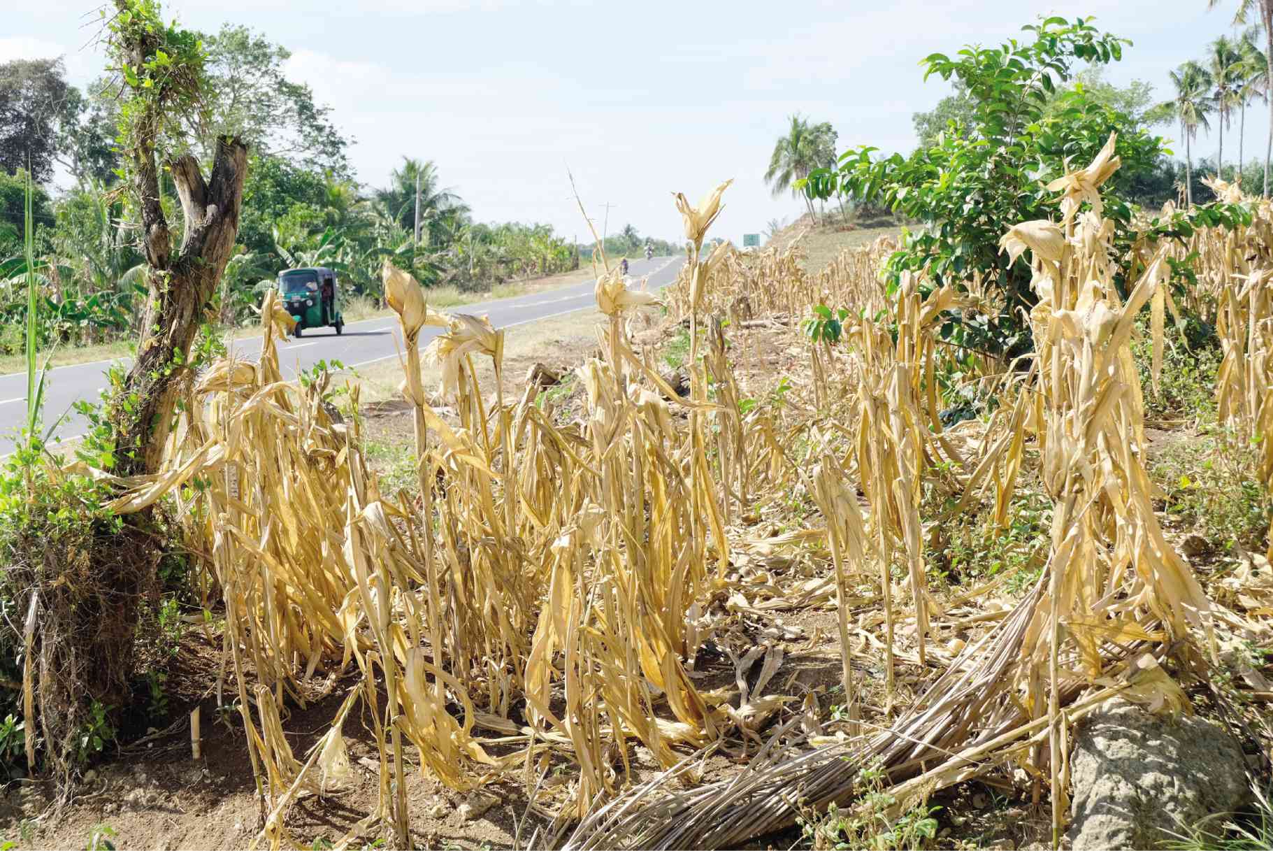 san carlos declares state of calamity; cites drought damage to crops