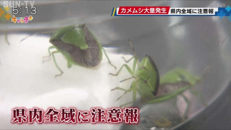 兵庫県でカメムシ大量発生 県内全域に注意報 平年を大幅に上回る